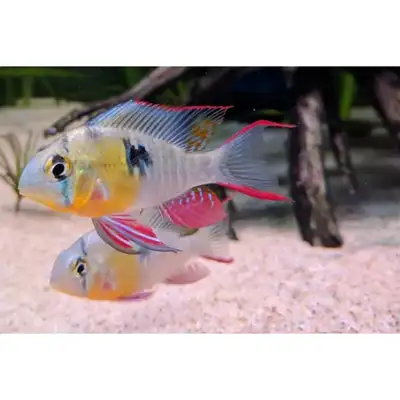 3x Male Bolivian Rams, View more