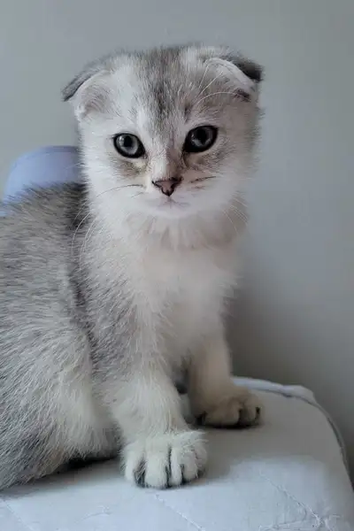 Silver Shaded Male Kitten – Scottish × British Mix, View more