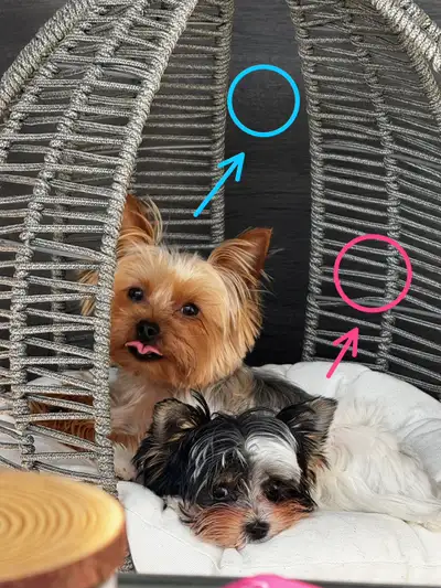 ✨ Adorable Teacup Yorkie Terrier Puppies – Boutique Home Ra, View more