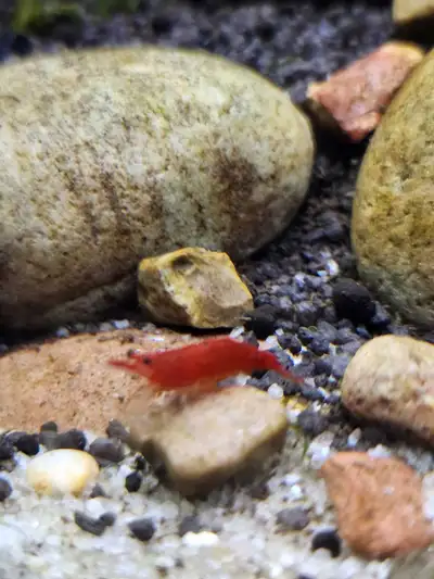 Cherry Shrimps, View more