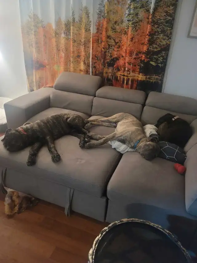 purebred blue brindle cane corso in Dogs & Puppies for Rehoming in Ottawa - Image 6