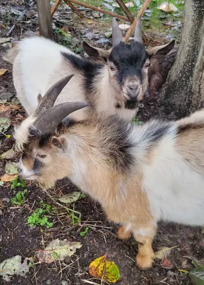 5 Nigerian pigme goats, View more