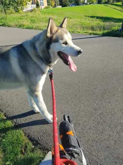 Husky mâle adulte, View more