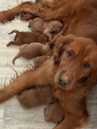 Pure breed Golden retriever.This puppy are raise in my house ,Puppy were born on the 25 february 202...