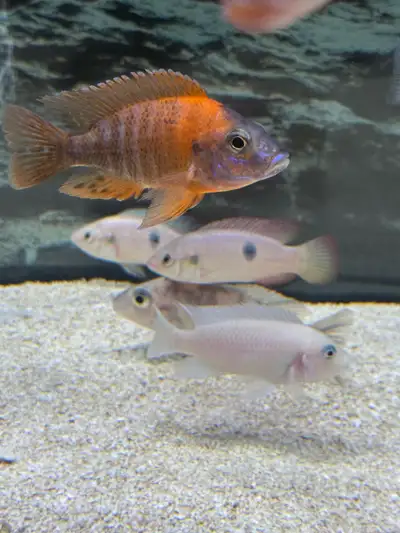 peacock cichlids , View more