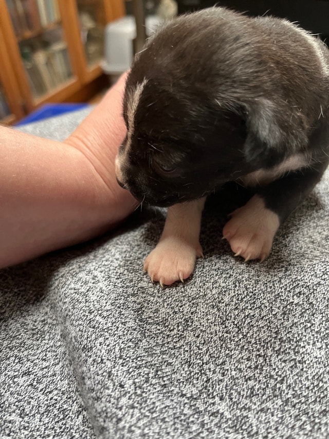 Rat Terrier Puppies Dogs & Puppies for Rehoming Napanee Kijiji