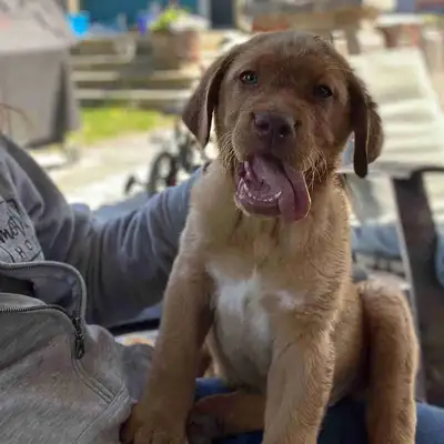 1 male pup still available !! He is well socialized with kids. Parents are in the last 2 pictures an...