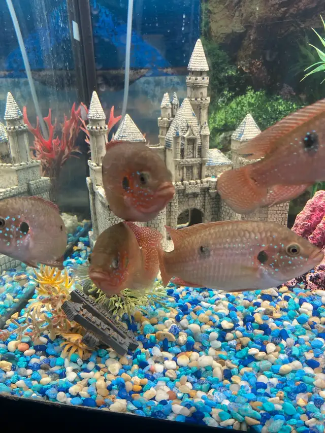 African Cichlids  in Fish for Rehoming in City of Toronto - Image 6