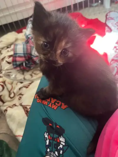 kittens for sale , View more