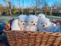 Pure white Pomeranian Puppies 