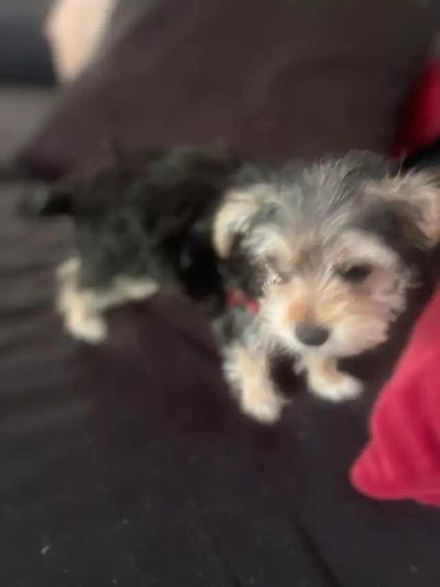 Morkie Puppies in Dogs & Puppies for Rehoming in Cambridge - Image 6