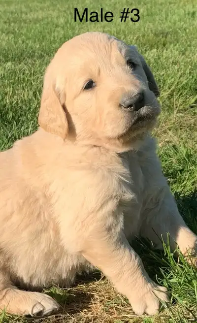 Golden Retrevier puppies 1400, View more