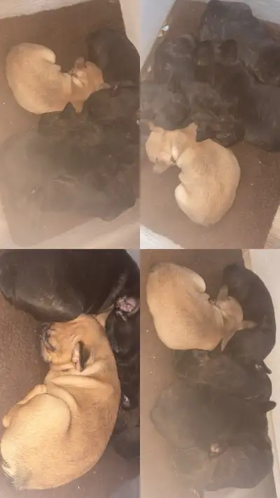 French Bulldog Puppies  3 Female 2 Male Available, View more