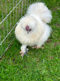 Pure White Silkie Rooster Available