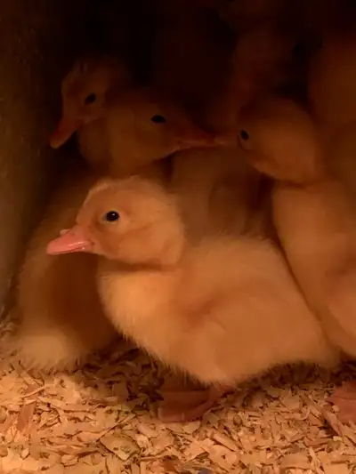Pekin ducklings purebred. Not sexed. 8 weeks old 4 left Take all for 35$. Or 12. $ each.