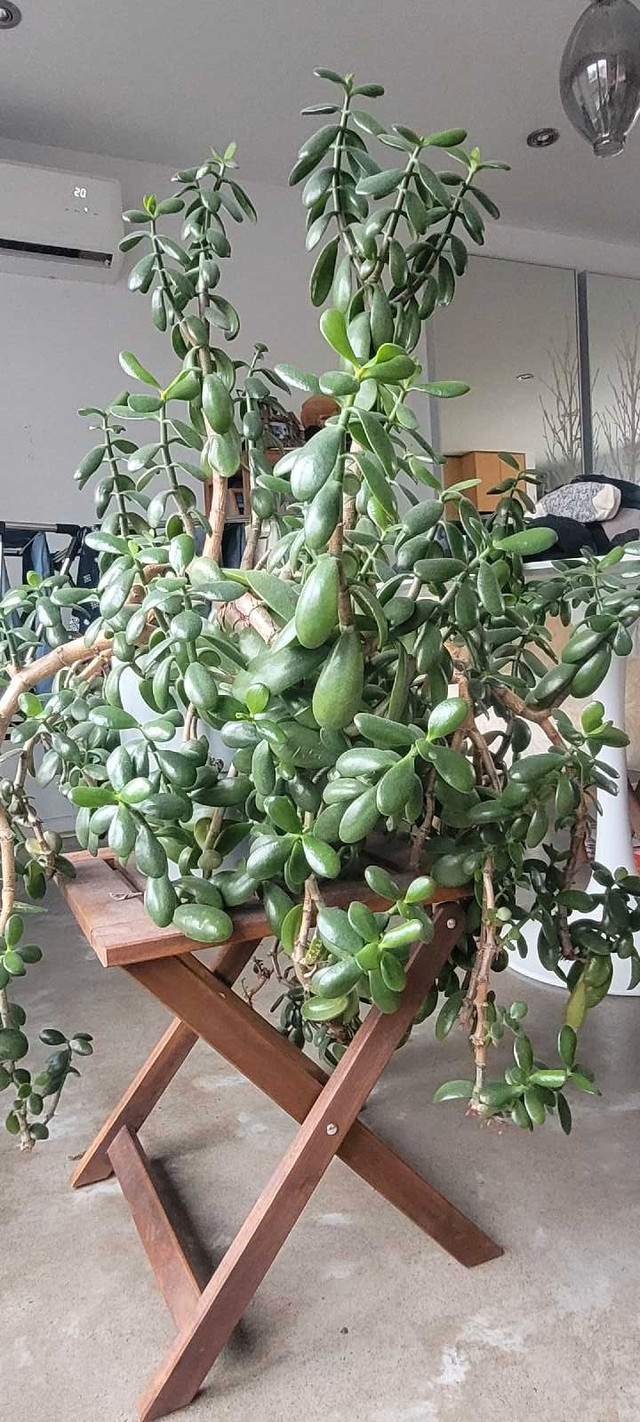 Giant Jade indoor plant 4.5 ft x 4.5 ft in pretty 9" IKEA pot in Other in City of Halifax - Image 2