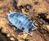 Dairy cows isopods 