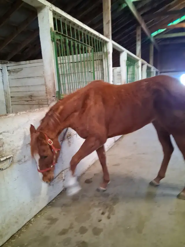 beautiful chestnut mare in Horses & Ponies for Rehoming in Lethbridge - Image 4