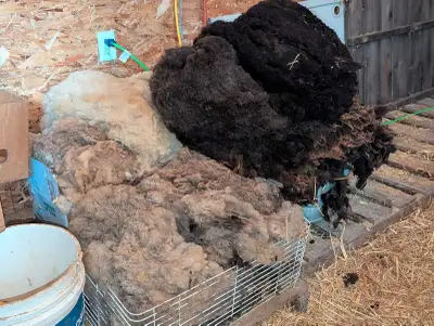 Eight fleeces shorn by professional shearer yesterday - 4 black - 3 white - 1 grey. High quality. Ca...