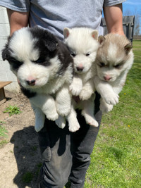 Beautiful Fluffy Husky X Samoyed Puppies