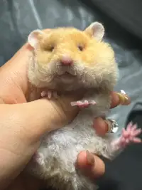 Ethically bred baby hamsters