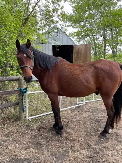 Consignment Horse 20 year old grade Arabian gelding. Stands 14.3HH, could use a refresher due to lim...