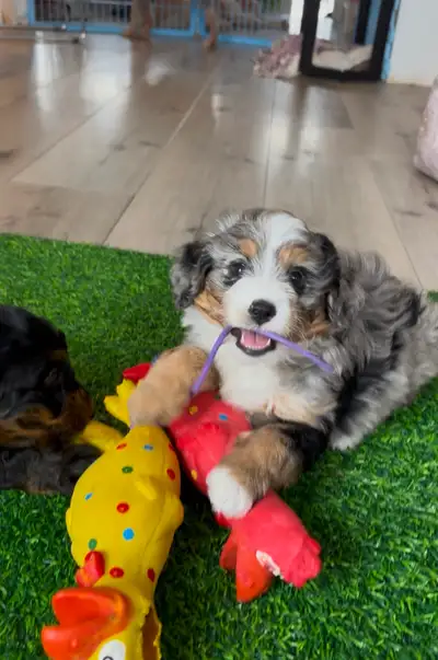 Mini Bernedoodle, Mini Aussie doodle, View more