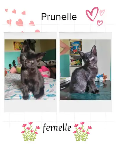 Prêt a être réserver seulement Ok avec chats chiens et enfants Super docile Encore avec maman et les...
