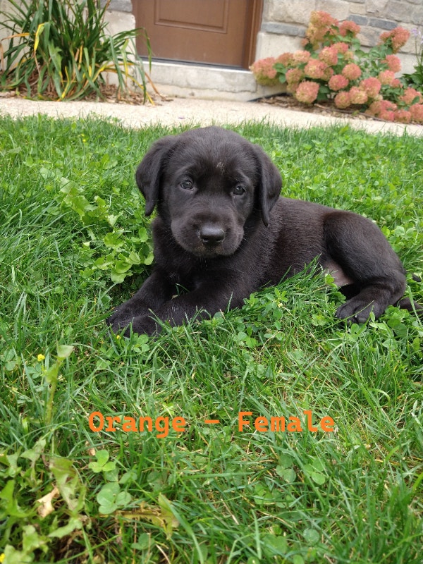 Lab/Boxer Puppies READY TO GO Dogs & Puppies for Rehoming London