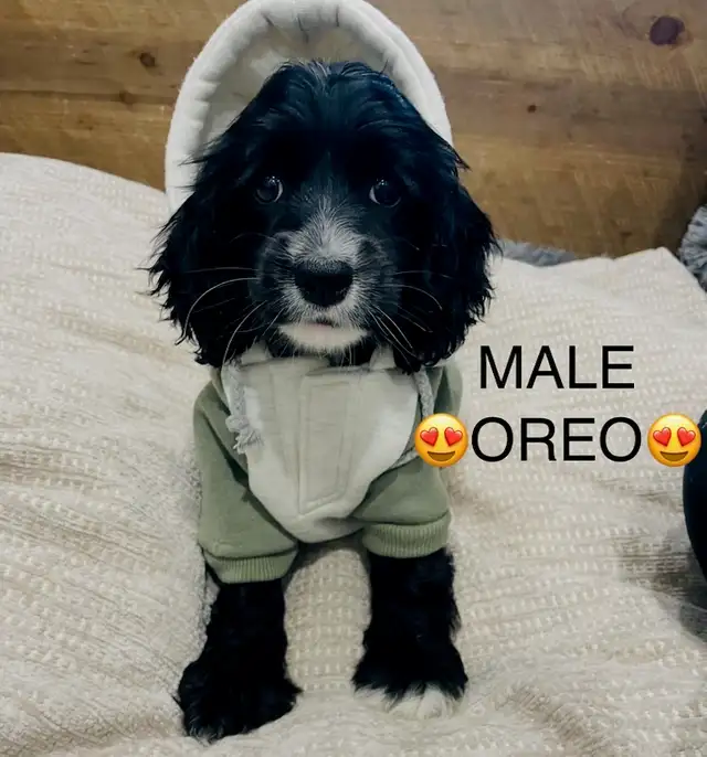❤️❤️Cavapoo puppies❤️❤️ in Dogs & Puppies for Rehoming in City of Toronto - Image 7