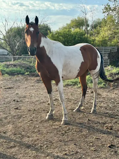 APHA & AQHA, View more