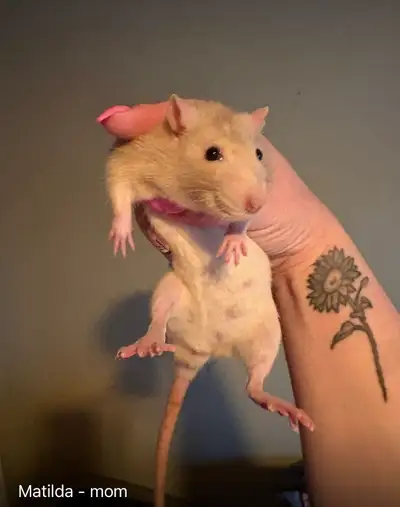 Sweet baby girl rats looking for adoption, View more