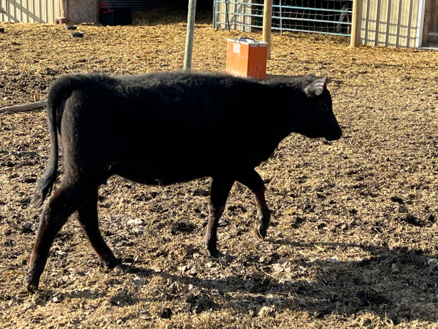 Angus heifer in Livestock in Portage la Prairie - Image 2