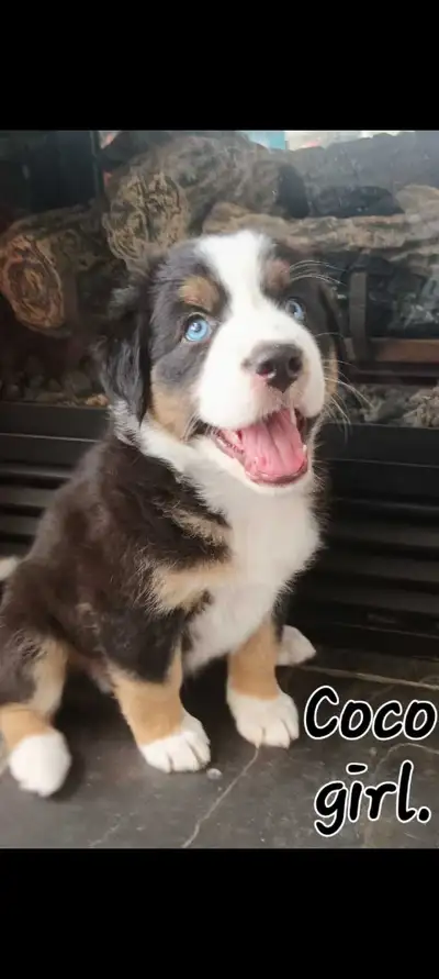Australian Shepherd Border Collie Mix Puppies, View more