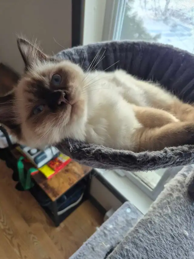 chatons Ragdoll pure RACE