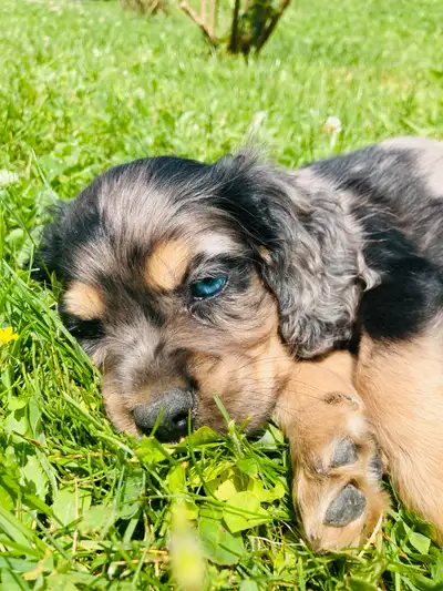 RARE yeux bleu Cockers américains TEST GENETIQUE, View more