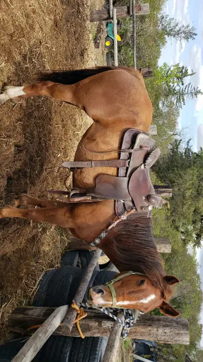 Grade qh mare  trail safe horse or cow horse, View more