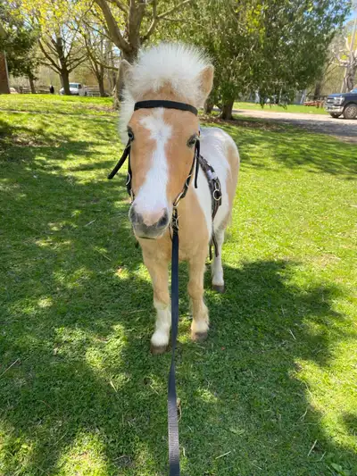 Hale Farms Exclusive Splash N Dash aka Dash Dash was born on May 8th 2021, making him 4 years old. D...