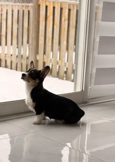 Corgi puppy, View more