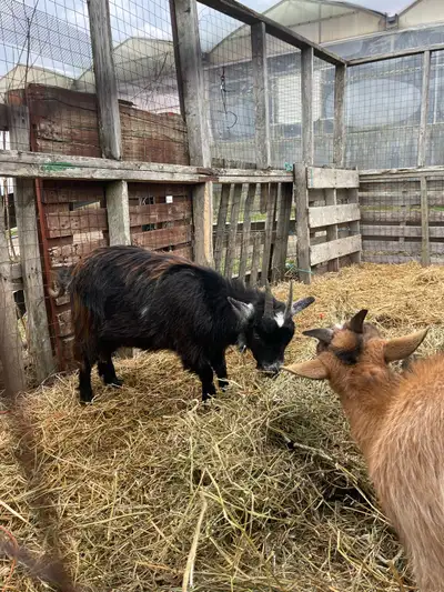pigmy/nigerian dwarf goat , View more