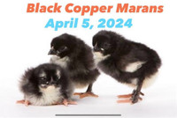 Black Copper Maran chicks - April 5 