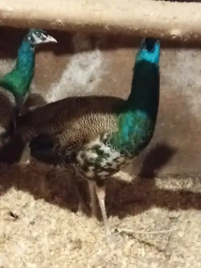 male peacocks, View more