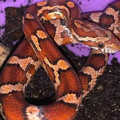 2025 - Rich Red Female Het. Motley Diffused +, View more