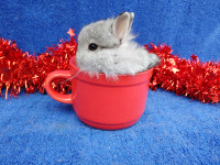 EXTRAORDINARY FUZZY CHINCHILLA NETHERLAND DWARF BUNNY RABBIT City of Toronto Toronto (GTA) Preview