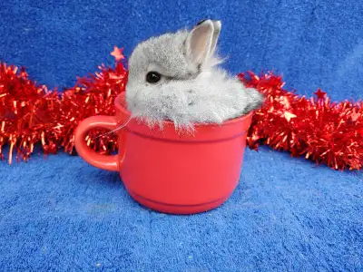 EXTRAORDINARY FUZZY CHINCHILLA NETHERLAND DWARF BUNNY RABBIT, View more