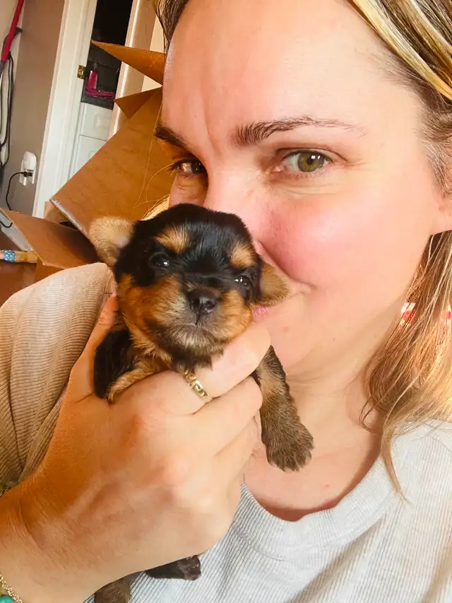 100% beautiful Pure Yorkshire Terrier puppies one left girls in Dogs & Puppies for Rehoming in Markham / York Region - Image 6
