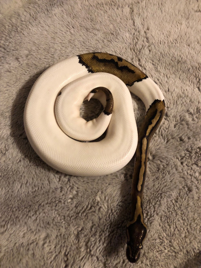 Ball pythons for sale or trade  in Reptiles & Amphibians for Rehoming in Markham / York Region - Image 2