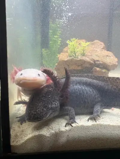 axolotls, View more