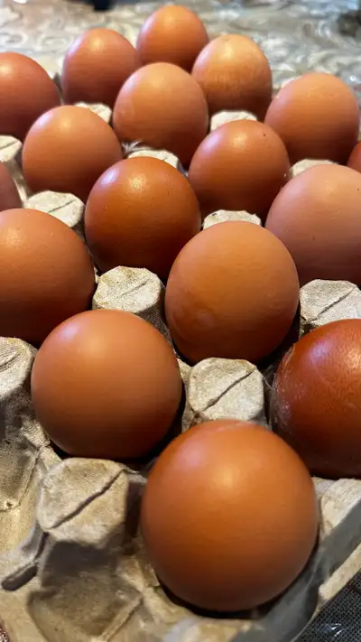 JUMBO EGGS 20 for $16 DOUBLE YOLKERS , View more