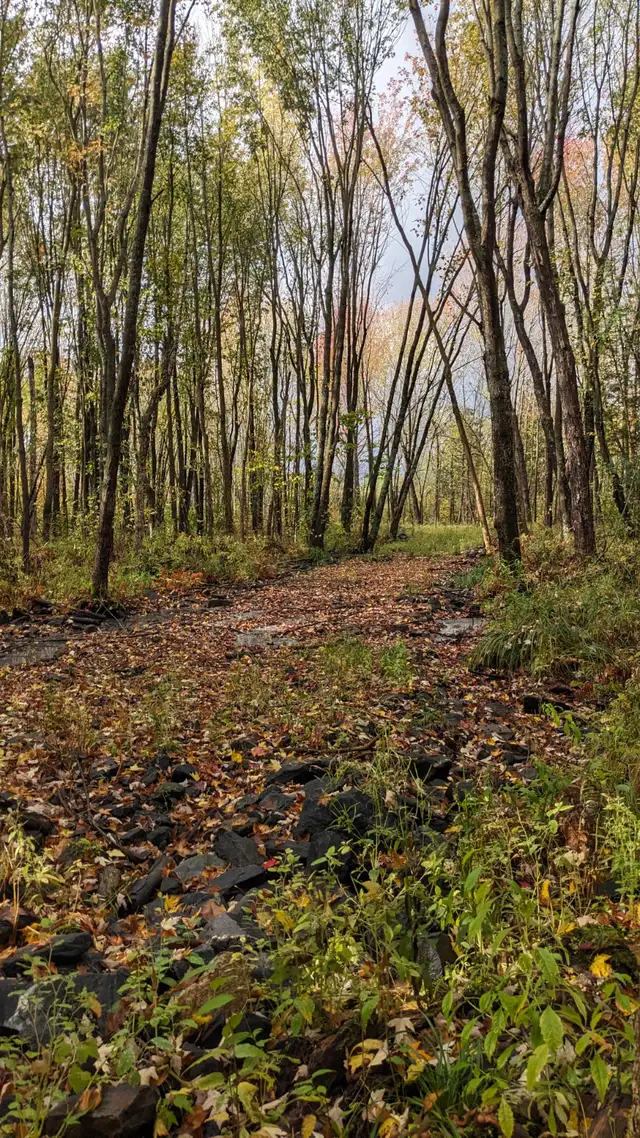 ️ Escape to Nature at Tait’s Island Retreat — Convenient, Priv in Activities & Groups in Muskoka - Image 3